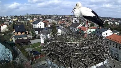 Emocje większe niż w Big Brother! Oglądaj bociana ze Świerklańca na żywo [WIDEO]