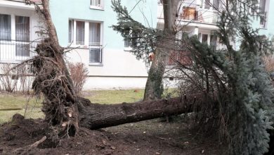 Ponad 100 dachów zerwanych, tysiące drzew powalonych! Silny wiatr znowu siał zniszczenie!