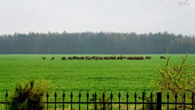 Kłusownik grasuje pod Gliwicami. W rejonie Świbia myśliwi natknęli się na rozkładające się ciało jelenia. Łowczy nie mają wątpliwości - to robota kłusownika (fot.KMP Gliwice)