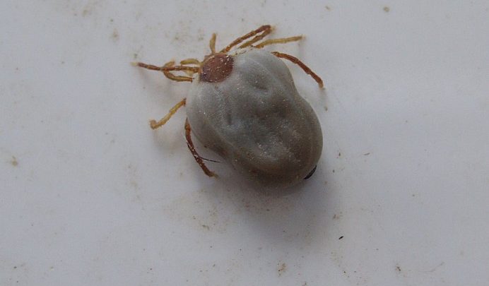 Nowy gatunek kleszcza w Polsce! Osobnik przenosi bardzo groźne choroby
