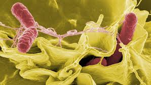 Zabrze: Salmonella w żłobku! Ponad 40 dzieci poniżej trzech lat zarażona bakterią