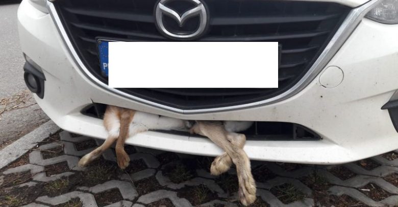 Gliwice: Martwy pies w zderzaku samochodu? Straż Miejska dostała szokujące zgłoszenie! (fot.Straż Miejska Gliwice)