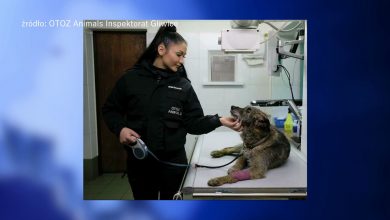 OTOZ Animals z Gliwic proszą o pomoc. "Nie mamy czym wozić zwierząt!" Ruszyła zbiórka na specjalne auto