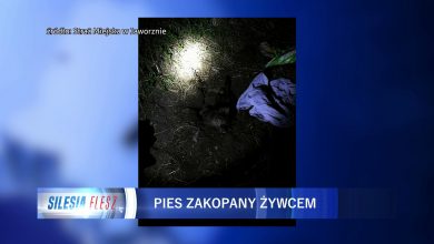 Jaworzno: Zakopał psa żywcem. Myślał, że nie żyje [WIDEO] (fot.mat.TVS)