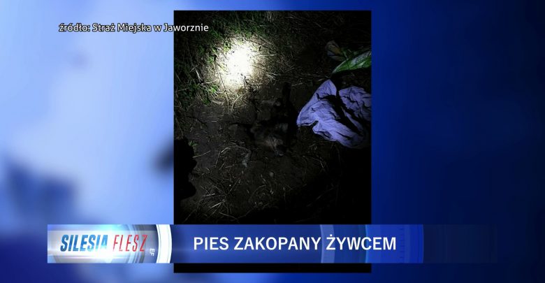 Jaworzno: Zakopał psa żywcem. Myślał, że nie żyje [WIDEO] (fot.mat.TVS)