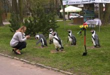 Pingwiny wracają do ZOO w Chorzowie! Rozpoczęła się budowa pingwinarium!