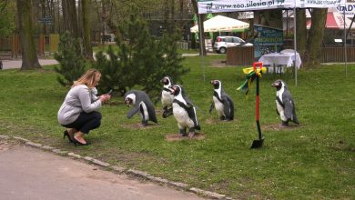 Pingwiny wracają do ZOO w Chorzowie! Rozpoczęła się budowa pingwinarium!