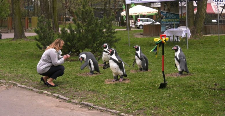 Pingwiny wracają do ZOO w Chorzowie! Rozpoczęła się budowa pingwinarium!