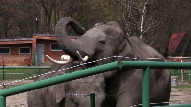 W śląskim zoo obchodzono dziś Dzień Ochrony Słoni