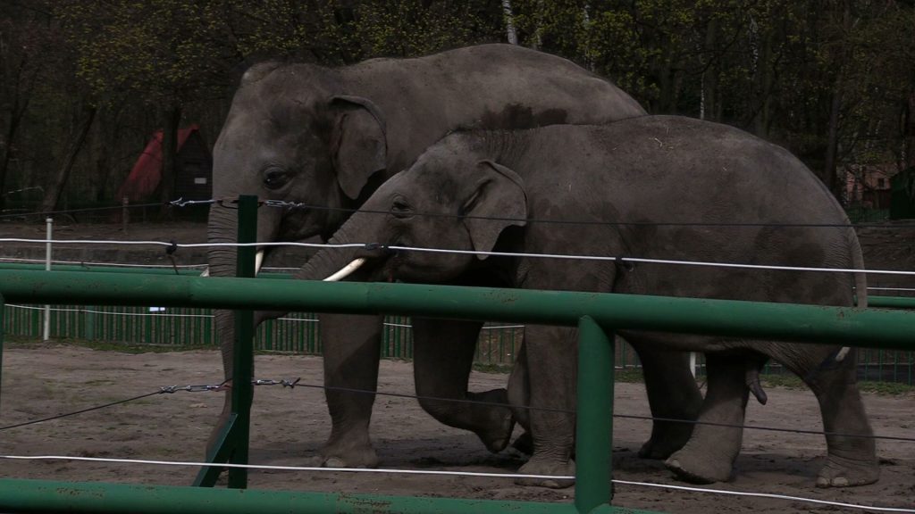 Dzień Ochrony Słoni zorganizował Śląski Ogród Zoologiczny