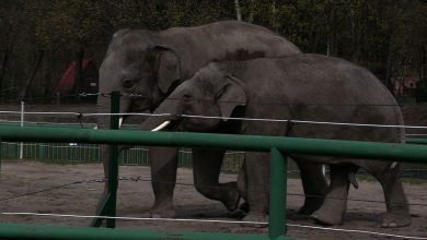 Śląskie ZOO zamknięte do 13 kwietnia! (fot.archiwum TVS)