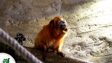 Poznajcie nowych mieszkańców ZOO w Chorzowie [FOTO] (fot. ZOO Chorzów)