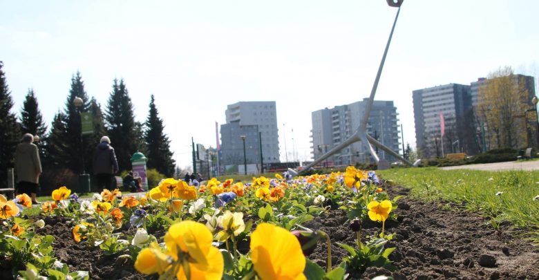Kwiaty zakwitły w Parku Śląskim. Jest ich aż 14 tysięcy! (fot.Park Śląski/facebook)