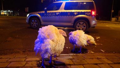 Tarnowskie Góry: SZOK! Na środku skrzyżowania siedziały... indyki!