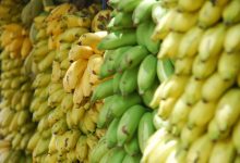 Wielki przemyt kokainy! Narkotyki w bananach z Ekwadoru(fot.poglądowe/www.pixabay.com)