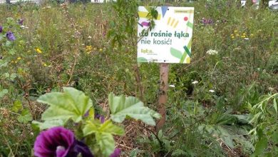 Zakład Zieleni Miejskiej w Katowicach posieje w tym roku ok. 20 tys. m. kw. łąk kwietnych. Pierwszą już dziś przy ul. Sokolskiej