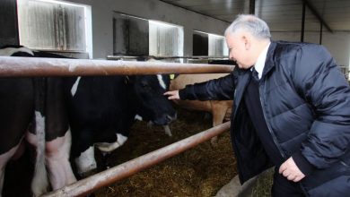 Sto złotych od tucznika i 500 od krowy – z programu rozwoju obszarów wiejskich fot. www.tvpinfo.pl/ arch/PAP Tomasz Wojtasik