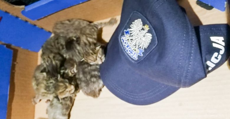 Ktoś wrzucił małe kotki do śmietnika. Przygarnął je policjant (fot.policja.pl)