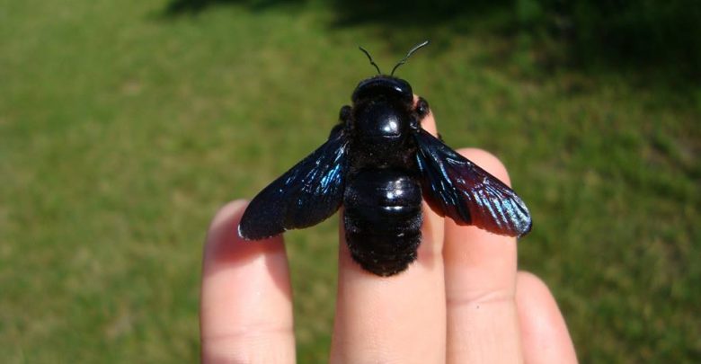 Gatunek uznany za wymarły wrócił do Polski! Czy czarne pszczoły są groźne?