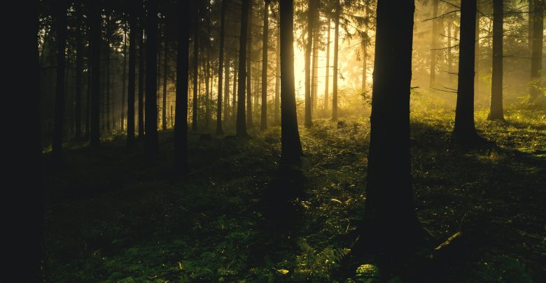 Śląskie: Wywieźli mężczyznę do lasu i pobili! Brutalny napad na mieszkańca Szczerbic (fot,pixabay.com))