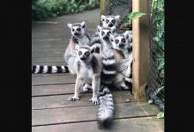 "Są czarno-białe. Oswojone i niegroźne" - policja poszukuje lemurów, które uciekły z zoo!