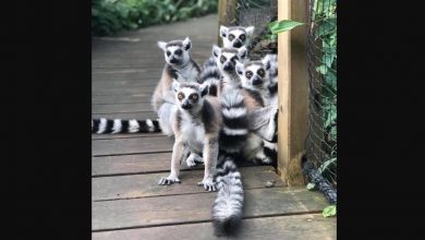 "Są czarno-białe. Oswojone i niegroźne" - policja poszukuje lemurów, które uciekły z zoo!