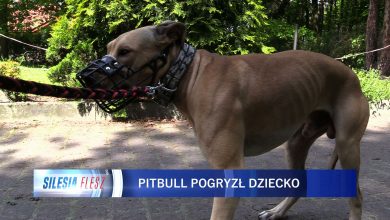 Jaworzno: 11-latek pogryziony przez pitbulla. Pies uciekł właścicielom i rzucił się na dziecko [WIDEO] (fot.mat.TVS)