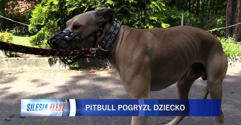 Jaworzno: 11-latek pogryziony przez pitbulla. Pies uciekł właścicielom i rzucił się na dziecko [WIDEO] (fot.mat.TVS)