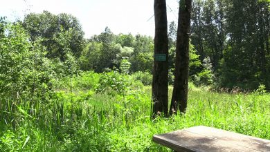 Sosnowiec rewitalizuje Park Tysiąclecia. Zielone płuca miasta odżyją!