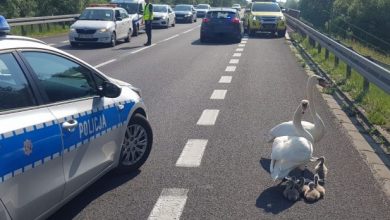 Policja wstrzymała ruch na drodze krajowej. Łabędzie szły do wody ;-) (fot.policja)