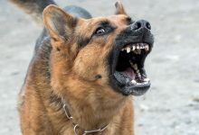 Sosnowiec: Pies zaatakował 70-latkę. Seniorka jest w stanie ciężkim