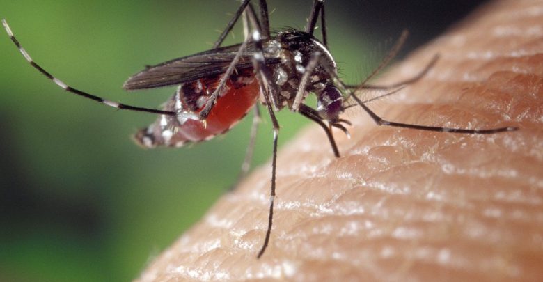 Mężczyznę ugryzł komar. Zmarł po niespełna dwóch tygodniach(fot.poglądowe/www.pixabay.com)