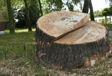 Ogromna wycinka drzew w Katowicach! A to nie koniec! Wytną kolejne [WIDEO]