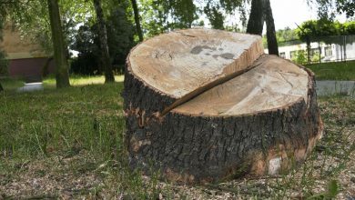 Ogromna wycinka drzew w Katowicach! A to nie koniec! Wytną kolejne [WIDEO]