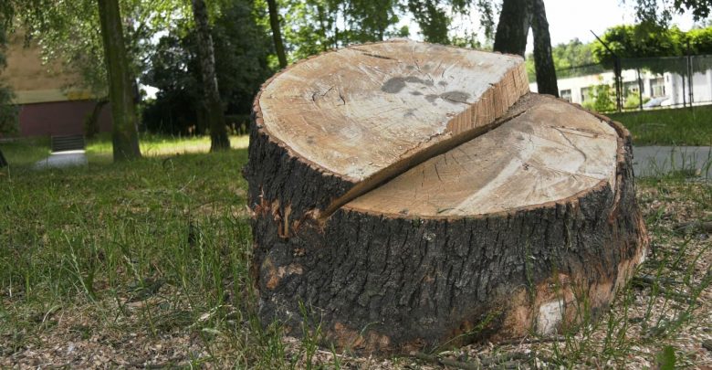 Ogromna wycinka drzew w Katowicach! A to nie koniec! Wytną kolejne [WIDEO]