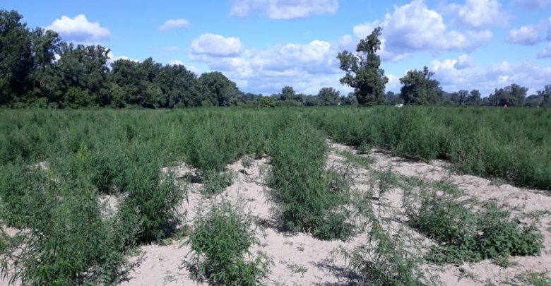 Olbrzymia plantacja marihuany odkryta pod Bydgoszczą! Roślinki są warte 5,5 mln zł! fot.policja