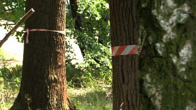 Szli w obronie drzew i Parku Śląskiego. Po głośnym wczorajszym Marszu Milczenia Dla Drzew deweloper odpiera zarzuty