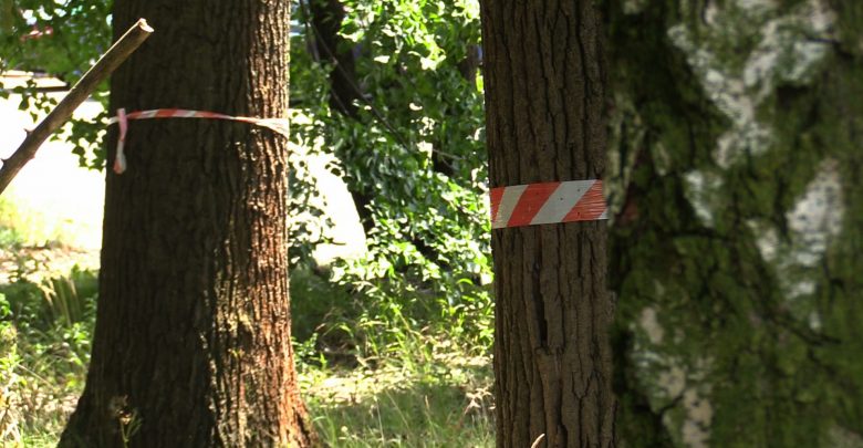 Szli w obronie drzew i Parku Śląskiego. Po głośnym wczorajszym Marszu Milczenia Dla Drzew deweloper odpiera zarzuty