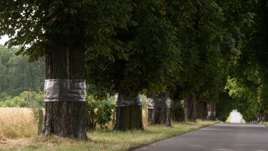 Opaski to pułapki na lep, które zawierają feromony mające przyciągnąć owady. W tym roku taką ochroną zostały objętych ponad 100 drze