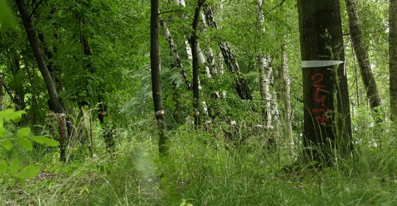 Wycinka drzew przy Parku Śląskim. Chorzów wymieni działki z inwestorem? Miasto: nie mamy zamiaru!