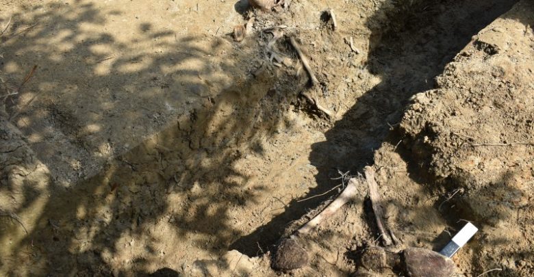 Szczątki żołnierzy odkryte podczas prac przy budowie obwodnicy [ZDJĘCIA] (fot.GDDKiA Rzeszów)