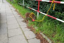 Wstrzymał ruch. Dzik ujęty przez policjantów (fot.Policja Podkarpacka)
