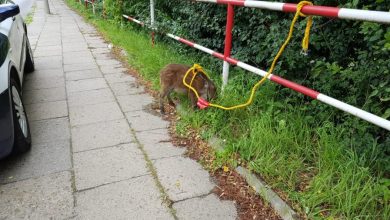 Wstrzymał ruch. Dzik ujęty przez policjantów (fot.Policja Podkarpacka)