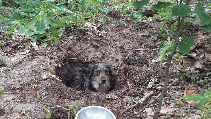 Pies zakopany żywcem w lesie. Policja poszukuje sprawcy (fot. Policja Podkarpacka)