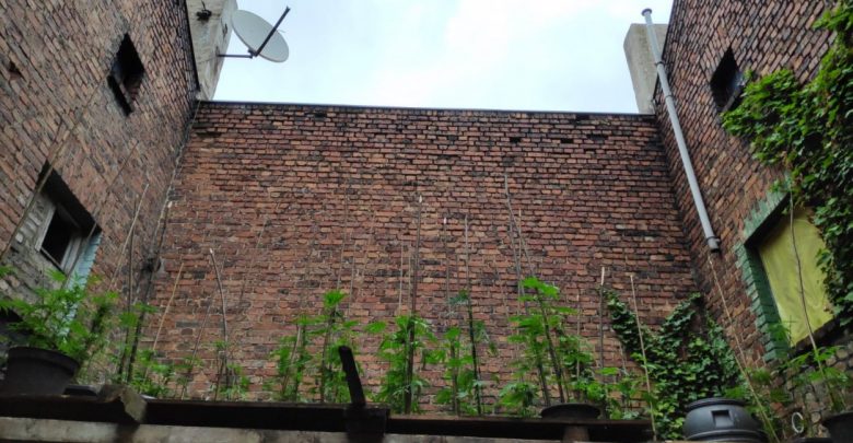 Katowice: Gigantyczna plantacja konopi indyjskich.. na dachu! Zlokalizował ją policyjny dron