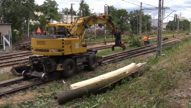 Trwa wycinka ok 4 tys. drzew wzdłuż linii kolejowej Cieszyn – Zebrzydowice. O zgodę na wycinkę wnioskowały PKP PLK