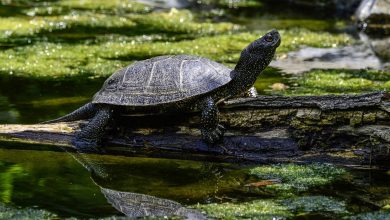 Żółwie błotne zadomowiły się w Siewierzu! Ten gatunek jest pod ścisłą ochroną