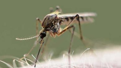 Wysyp komarów w Polsce! W jaki sposób chronić się przed owadami?