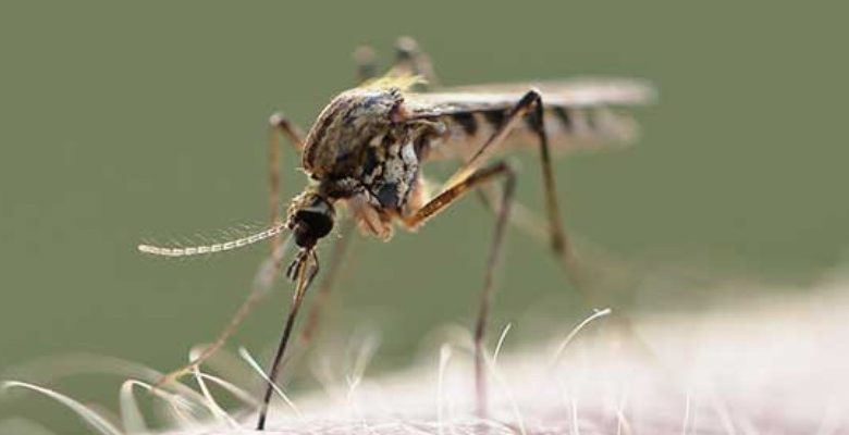 Wysyp komarów w Polsce! W jaki sposób chronić się przed owadami?