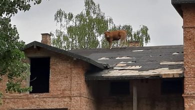 Krowa weszła na dach pałacu! Musieli ją ściągać strażacy! (fot.Ochotnicza Straż Pożarna w Sochocinie)